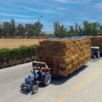 SAEL to Procure 20 Lakh Tonnes of Paddy Stubble this Season Via Aggregator