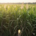 Yogi Government Delivers Sweet Relief to Sugarcane Farmers with ₹30 per Quintal Price Hike