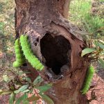 Tata Steel Completes First Nature-based Solutions Assessment Aligned with IUCN Global Standard