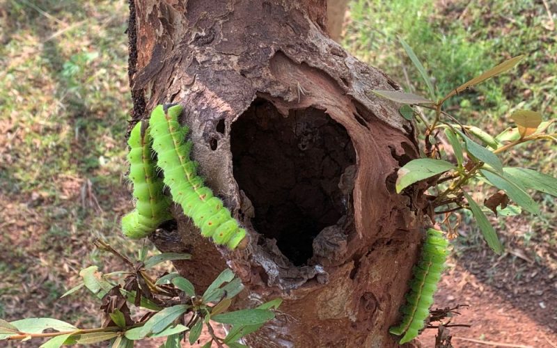 Tata Steel Completes First Nature-based Solutions Assessment Aligned with IUCN Global Standard